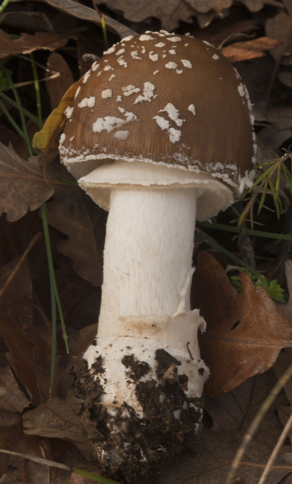 Amanita Pantherina??